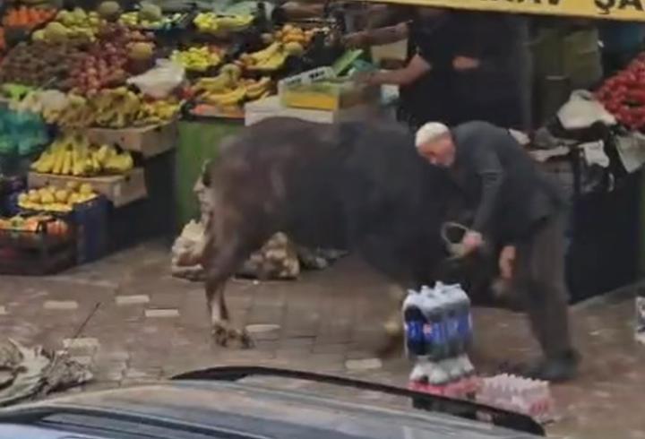 Kaçan mandanın boynuz darbeleriyle yaralandı