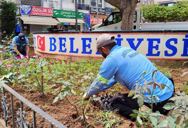 Akdeniz’de parklar çiçekle renkleniyor