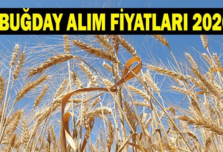 BUĞDAY FİYATLARI 2026: Buğday fiyatları açıklandı mı? TMO Hububat, arpa ve buğday alım fiyatı ne kadar olacak?