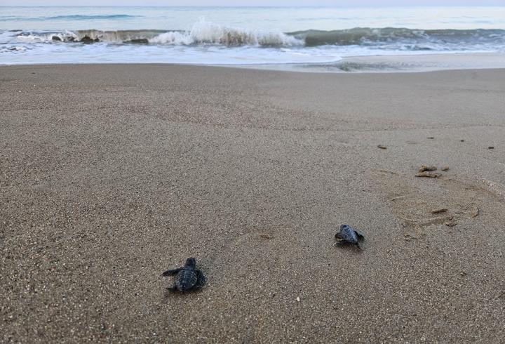 32 yıllık caretta mücadelesi; 1,5 milyon yavru denize ulaştı