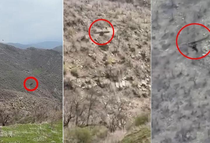 Şırnak'ta kartalın yavru domuz avı kamerada