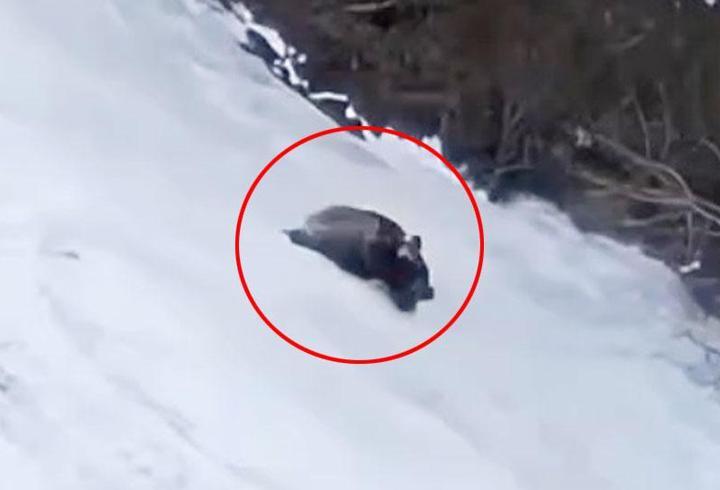 Yer: Artvin... Bozayının yamaçtan inerken kaydığı anlar kamerada