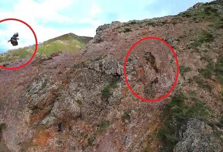 Kartal, ayı ve yavrularını takip etti; o anlar dronla görüntülendi