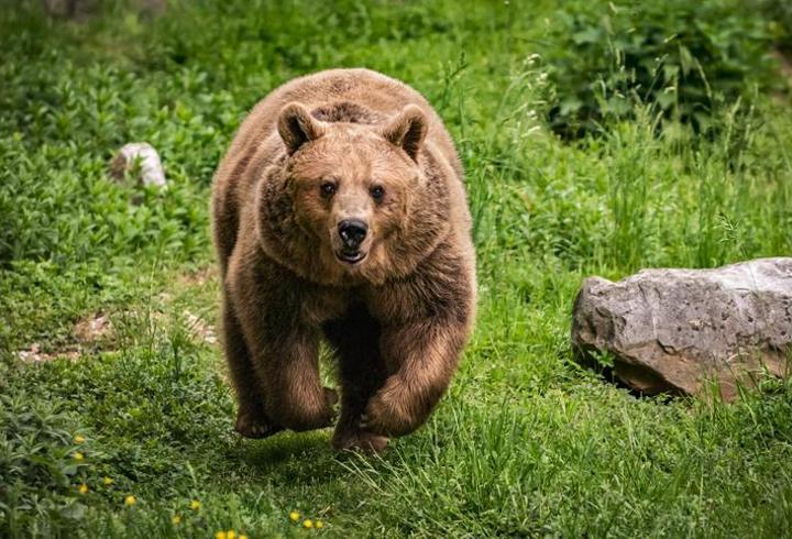 Bulgaristan'da başkent yakınlarında ayı saldırısı: Bir kişi hayatını kaybetti