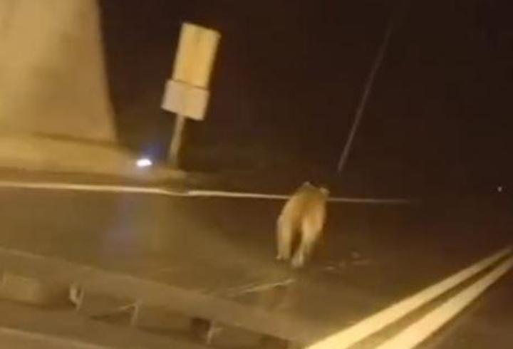 Tünele giren bozayı kamerada