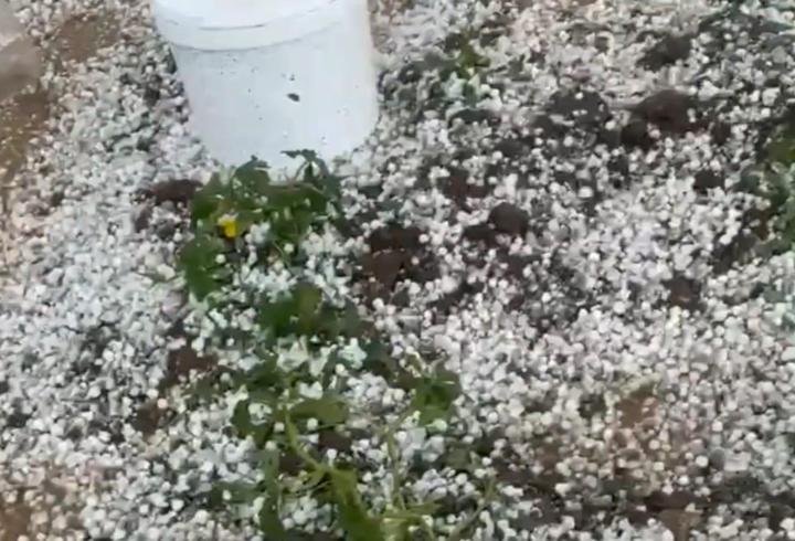 Nusaybin’de dolu yağışı tarım alanlarına zarar verdi