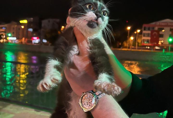 Yeşilırmak kıyısında mahsur kalan kedi kurtarıldı