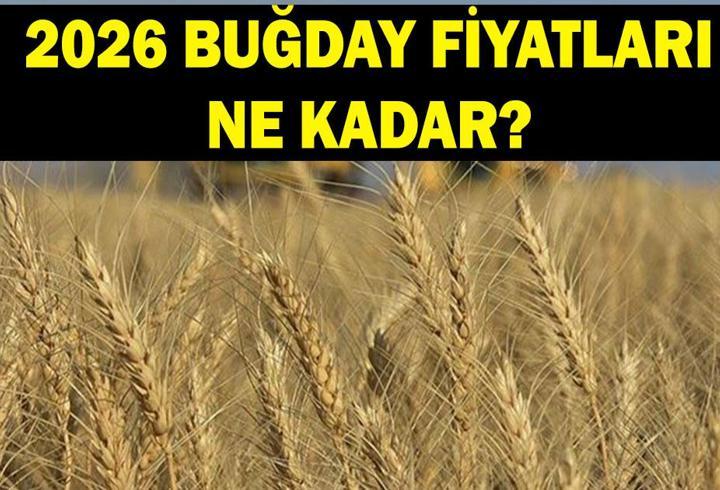 BUĞDAY FİYATLARI 2026 GÜNCEL: 2026 buğday fiyatları ne kadar? Arpa ve buğday fiyatları açıklandı mı?