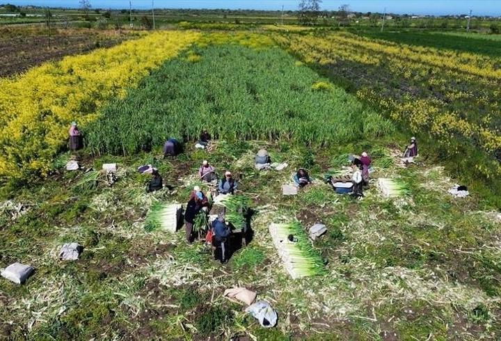 Bafra’da pırasa hasadı bitiyor! 28 bin tonluk rekolte bekleniyor