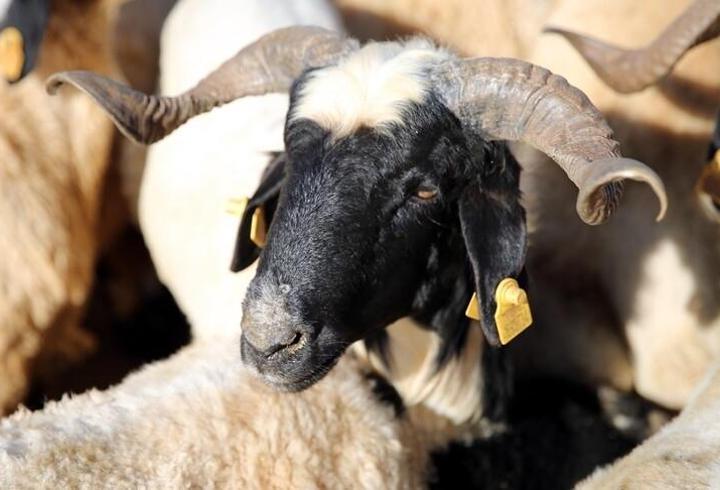 Kurban Bayramı ekonomisine 192 milyar liralık katkı bekleniyor