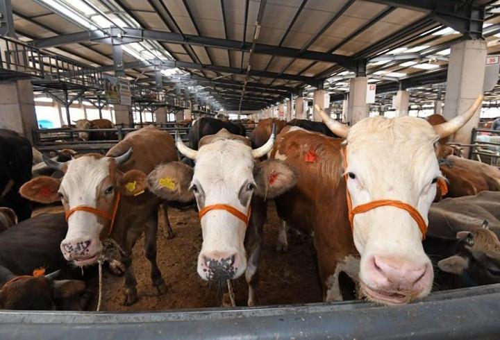 Osmangazi’de kurban satış ve kesim alanları hizmete hazır