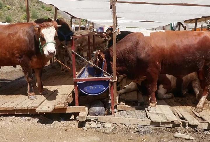 Kurbanlık fiyatları ve satışlar nasıl?