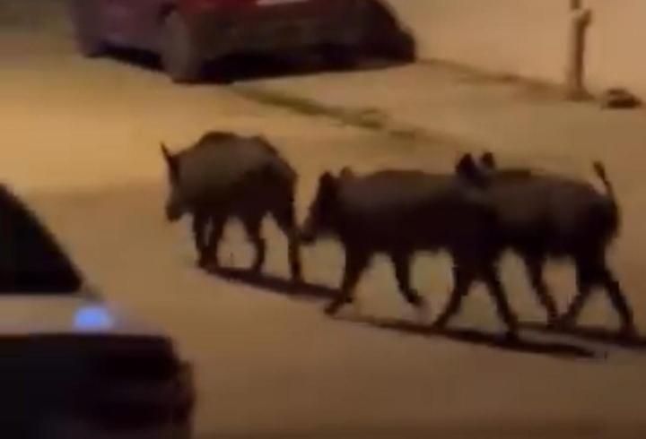 Hatay'da domuz sürüsü mahalleye indi