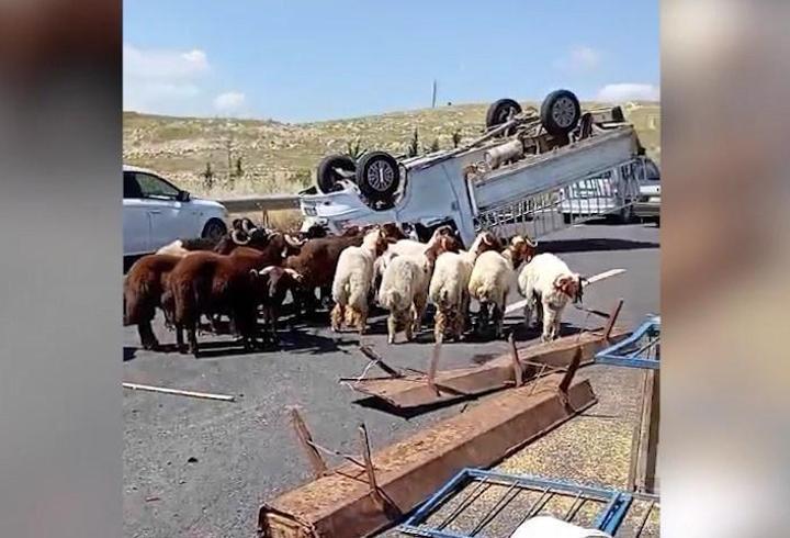 Kurbanlık koyun yüklü kamyonet devrildi: 1 ölü