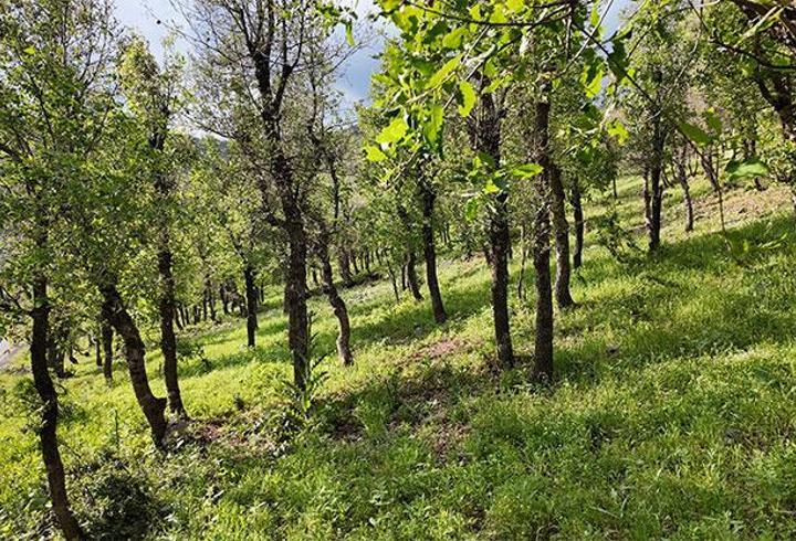 Şırnak’ta ormanlık alanda tırtıl istilası