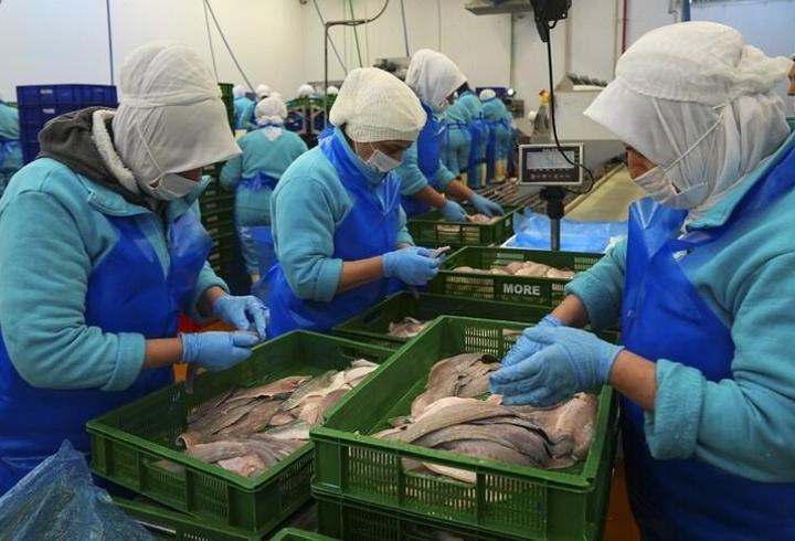 Türkiye'nin su ürünleri ihracatı 2,2 milyar doları aştı