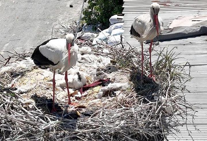 Avcılar'a 3 yıldır gelen leylek çifti, yuvasında yavrusunu büyütüyor