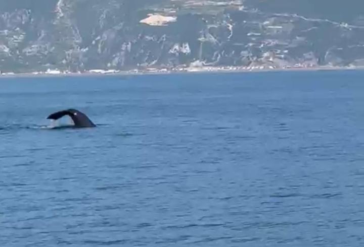 Akdeniz'de balina sürprizi... Görüntüler Hatay'da kayda alındı