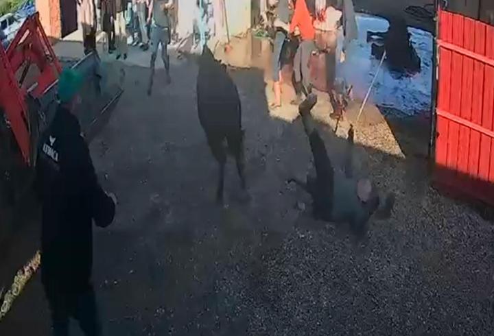İpinden kurtulan boğanın etrafındakilere saldırısı kamerada