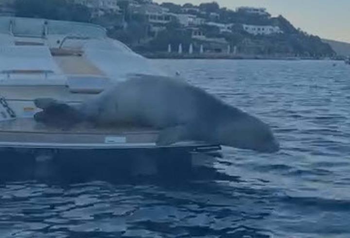 Bodrum'da motoryata çıkan Akdeniz foku kamerada