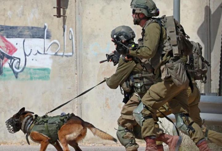 Demir Kubbe Fiyaskosu! İsrail'de Artık Köpek Timleri Devrede