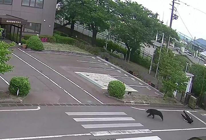 Japonya'da ayı saldırısı: 4 yaralı