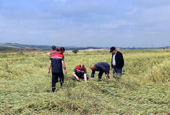 Edirne’de, doludan etkilenen tarlalarda inceleme