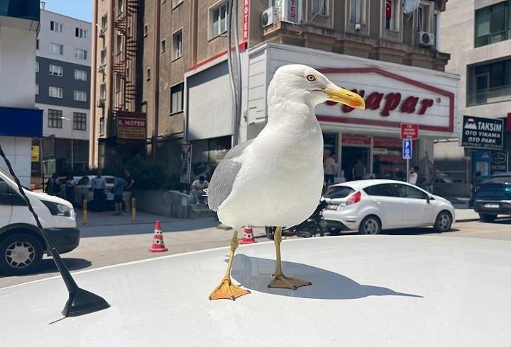 Kebapçı esnafının elinden beslenen martı 'Pamuk', Gebze’nin maskotu oldu
