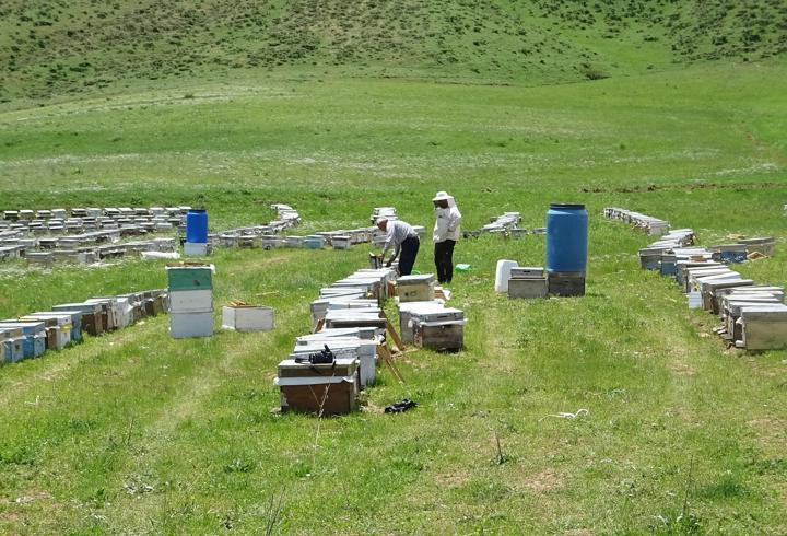 Bodrumlu arıcı, 5 yıldır Yüksekova'da bal hasadı yapıyor