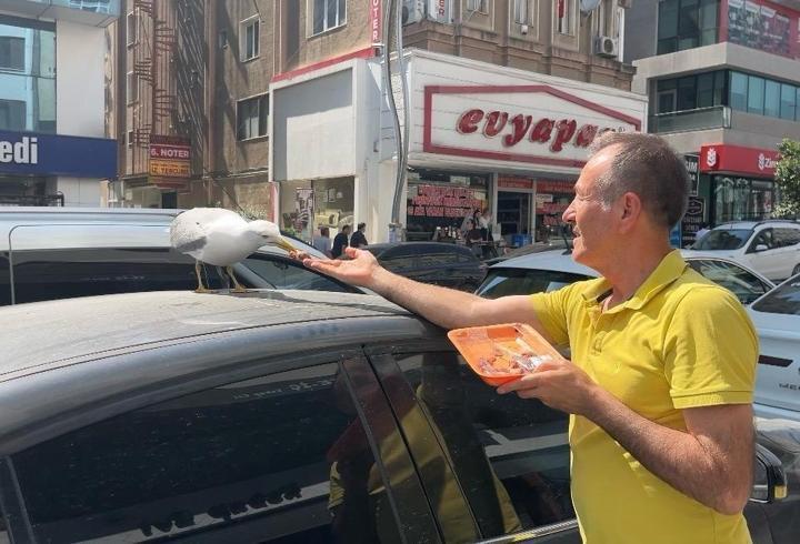 Martı ‘Pamuk’ esnafın maskotu oldu