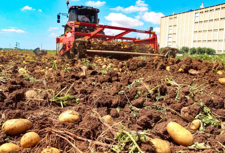 Adana’da patates hasadı; tarlada kilosu 20 TL'ye düştü