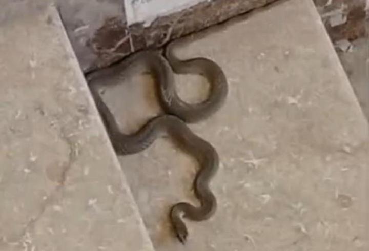 Gören şoke oldu! Apartmanda yılan paniği