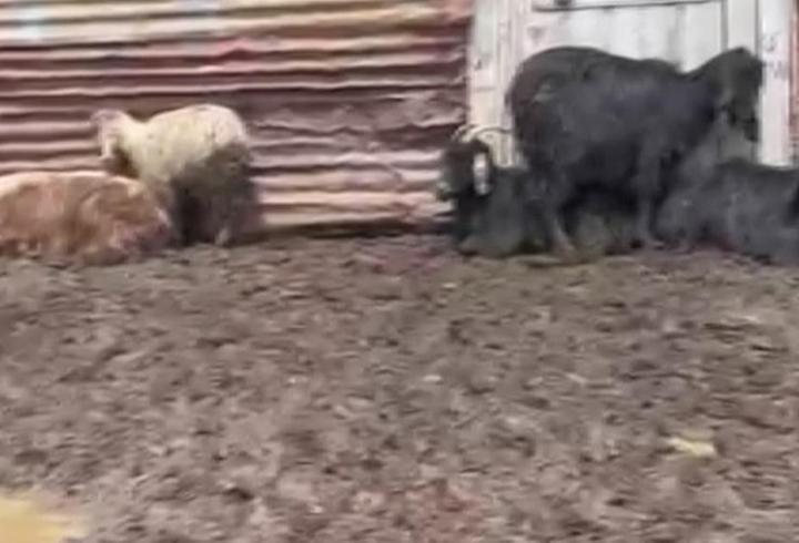 Onlarca hayvan telef oldu! Gizemli ölümlerin sebebi ne?