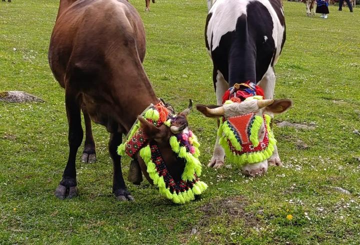Trabzon'da renkli yayla göçü geleneği