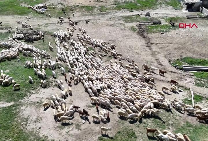 Hayvancılıkta çözüm: İthal çoban