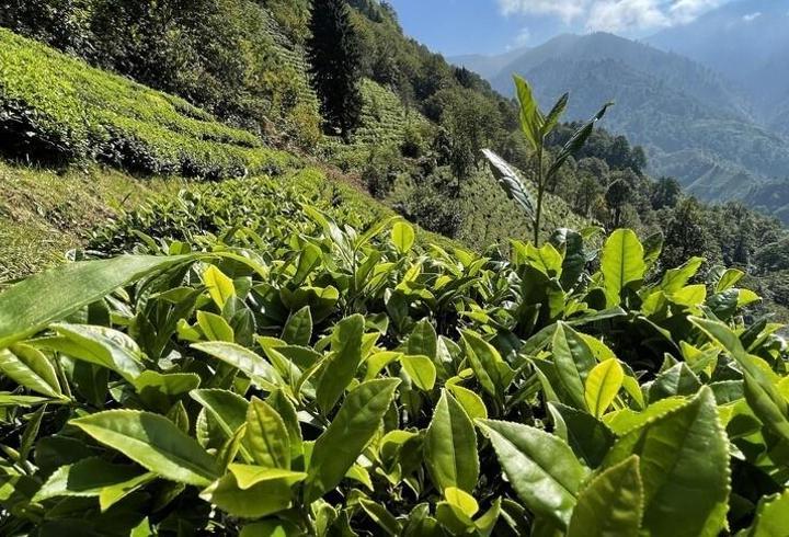 ÇAYKUR'dan yaş çay açıklaması: 150 bin ton alım gerçekleşti