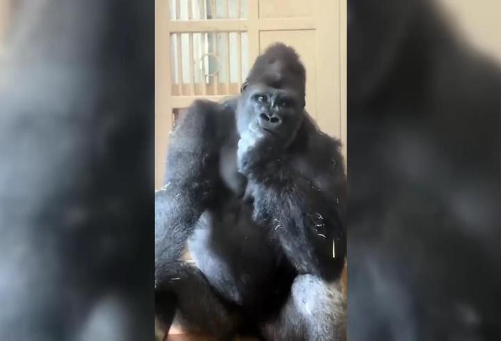 Eşiyle tartışan gorilin bu hali çok konuşuldu! Köşesine çekildi, düşüncelere daldı