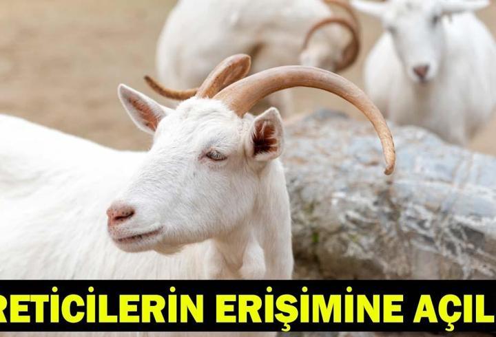 Kırsalda Bereket Küçükbaşa Destek Projesi Sonuçları Sorgulama: Tarım ve Orman Bakanlığı Son Dakika!