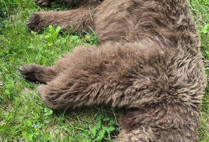 Saldırısına nacakla direnmişti; yaraladığı ayı ölü bulundu