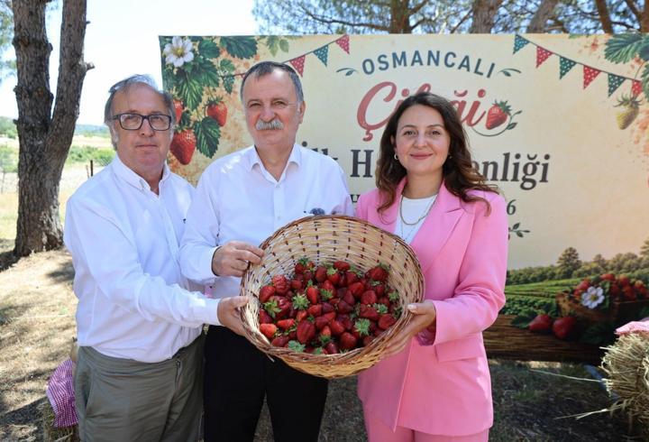 Osmancalı çileğinin ilk hasadı şenlikle yapıldı