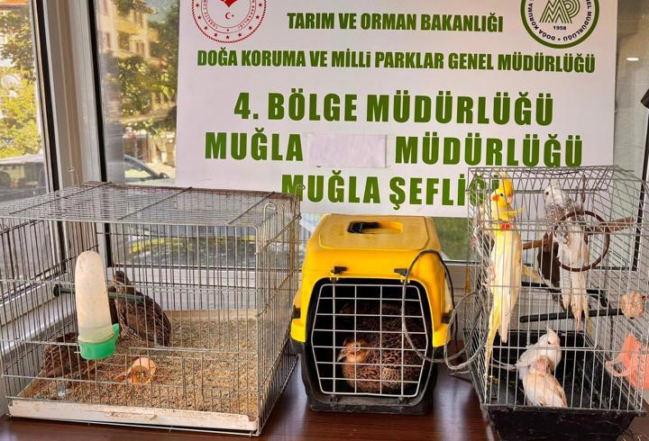 Muğla'da izinsiz bulundurulan 13 kuşa el konuldu