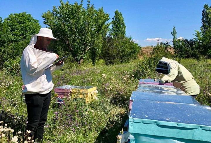 Sandıklı'da arı kovanları incelendi