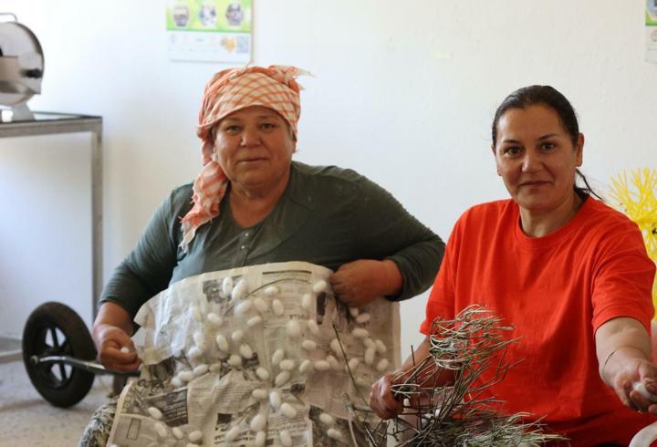 Muğla'da koza hasadı başladı
