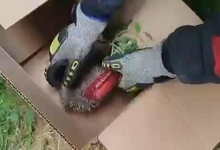 Tel örgüye sıkışan kirpi kurtarıldı