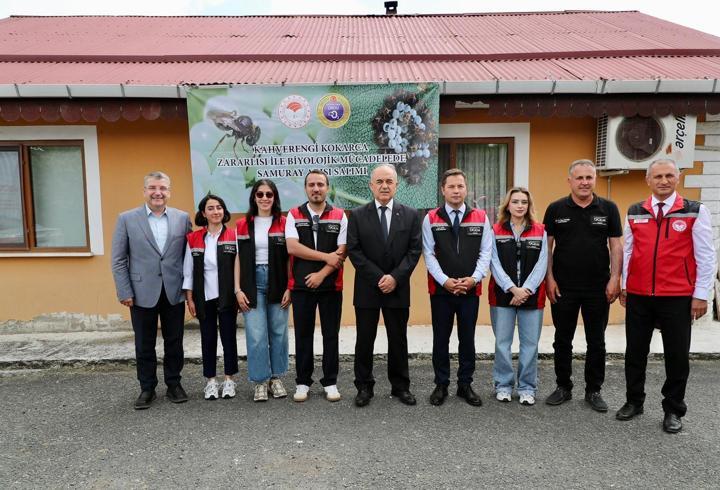Ordu'da kahverengi kokarca ile mücadelede 300 bin samuray arısı doğaya salındı