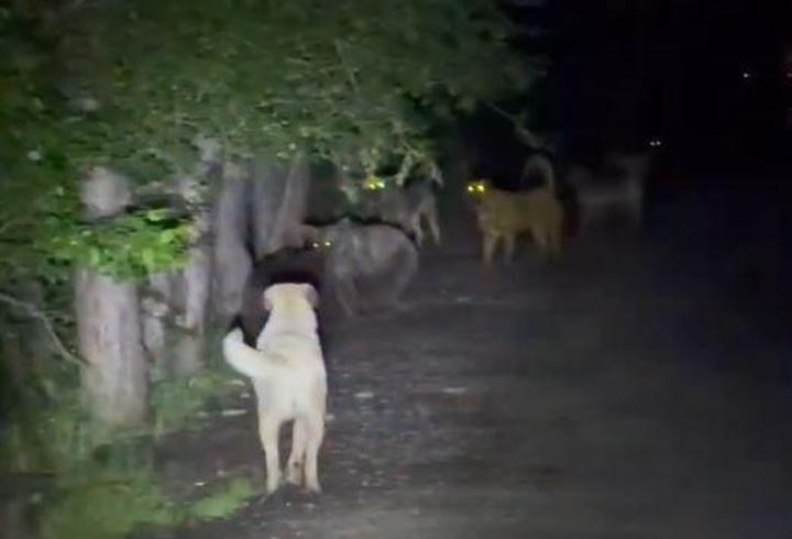Kızılcahamam’da başıboş köpeklerin, ayılarla karşı karşıya geldiği anlar kamerada