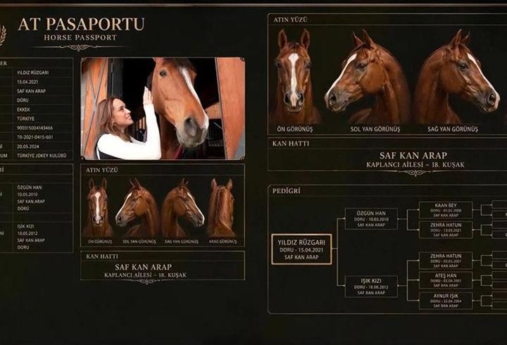 Bir atın pasaportu olur mu? Her yarış atının soyu böyle kayıt altına alınıyor