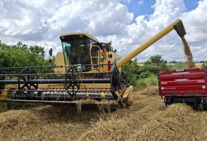 Bafra Ovası'nda arpa ve buğday hasadı başladı