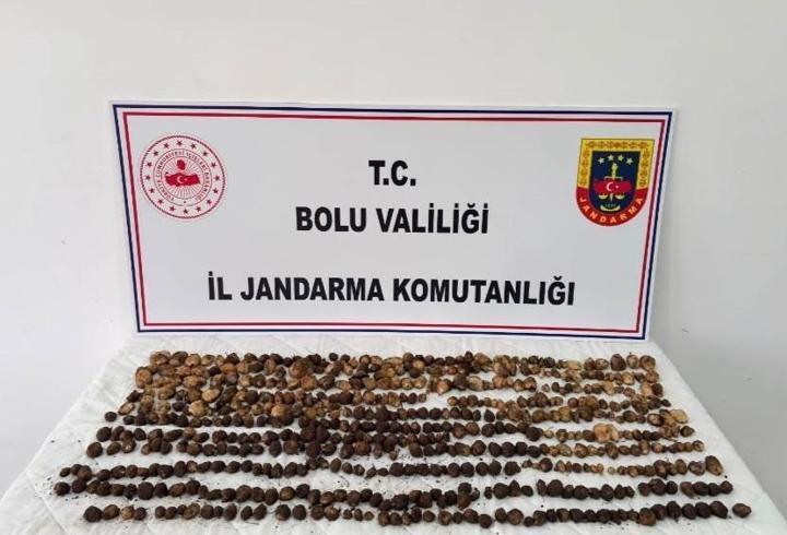 Bolu'da yabani salep toplayan 3 kişiye toplam 2 milyon lira ceza