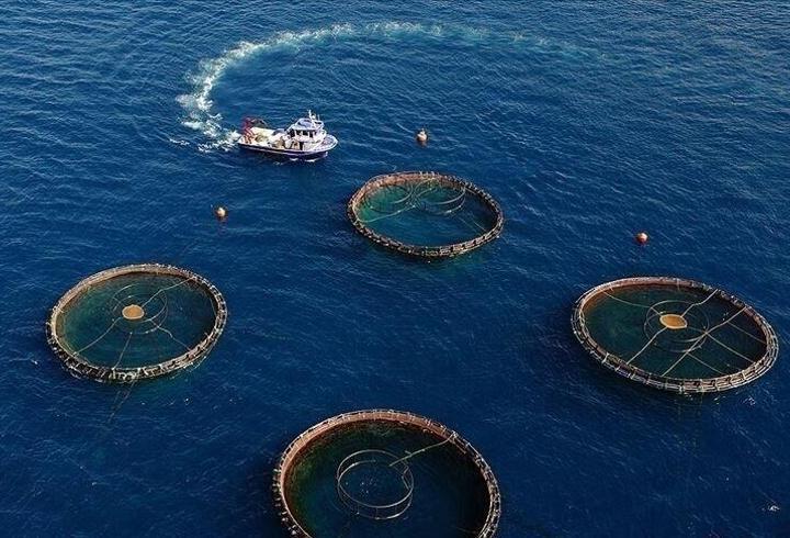 Doğu Karadeniz'in su ürünleri ihracatı 73,7 milyon dolara ulaştı